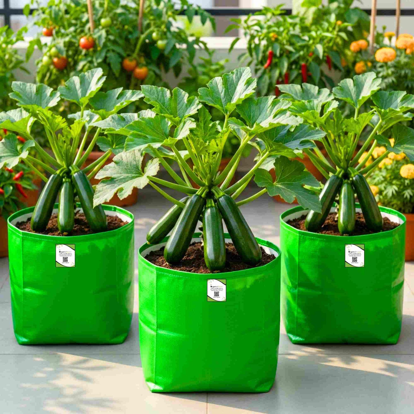 Zucchini Black Beauty (Green) Seeds - 15 Seeds (जुकिनी के बीज)