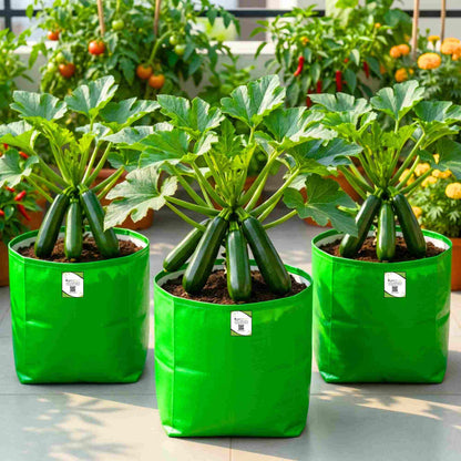 Zucchini Black Beauty (Green) Seeds - 15 Seeds (जुकिनी के बीज)