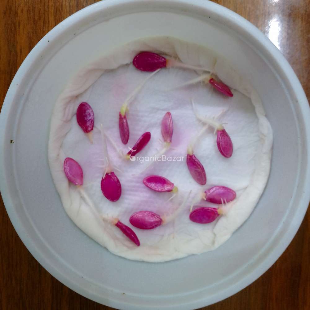 Zucchini Black Beauty (Green) Seeds - 15 Seeds (जुकिनी के बीज)