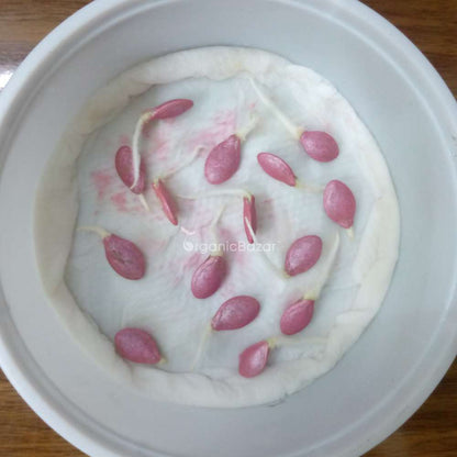 Zucchini Yellow Seeds - 15 Seeds (पीली जुकिनी के बीज)