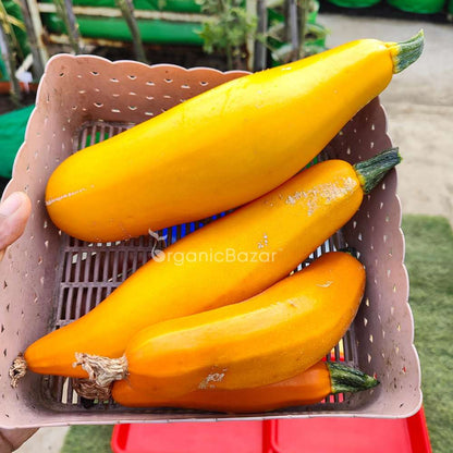 Zucchini Yellow Seeds - 15 Seeds (पीली जुकिनी के बीज)