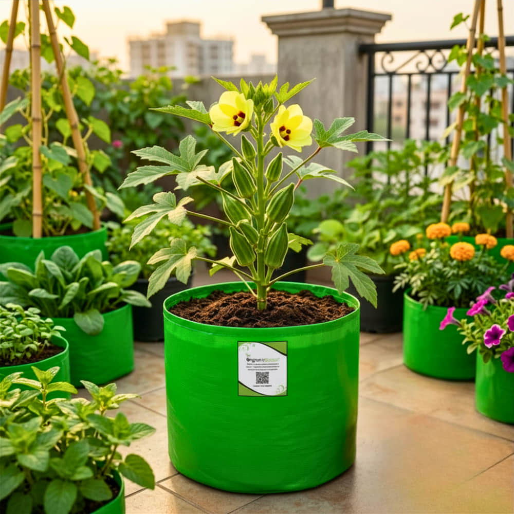 African Okra Seeds (50 Seeds) (भिंडी के बीज) Easy To grow, High Germination, High Yield African Okra Seeds for Home Gardening