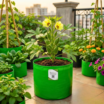 African Okra Seeds (50 Seeds) (भिंडी के बीज) Easy To grow, High Germination, High Yield African Okra Seeds for Home Gardening