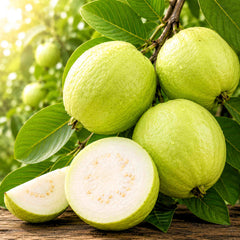 Allahabad Safeda Guava Fruit Plant – Tissue Culture