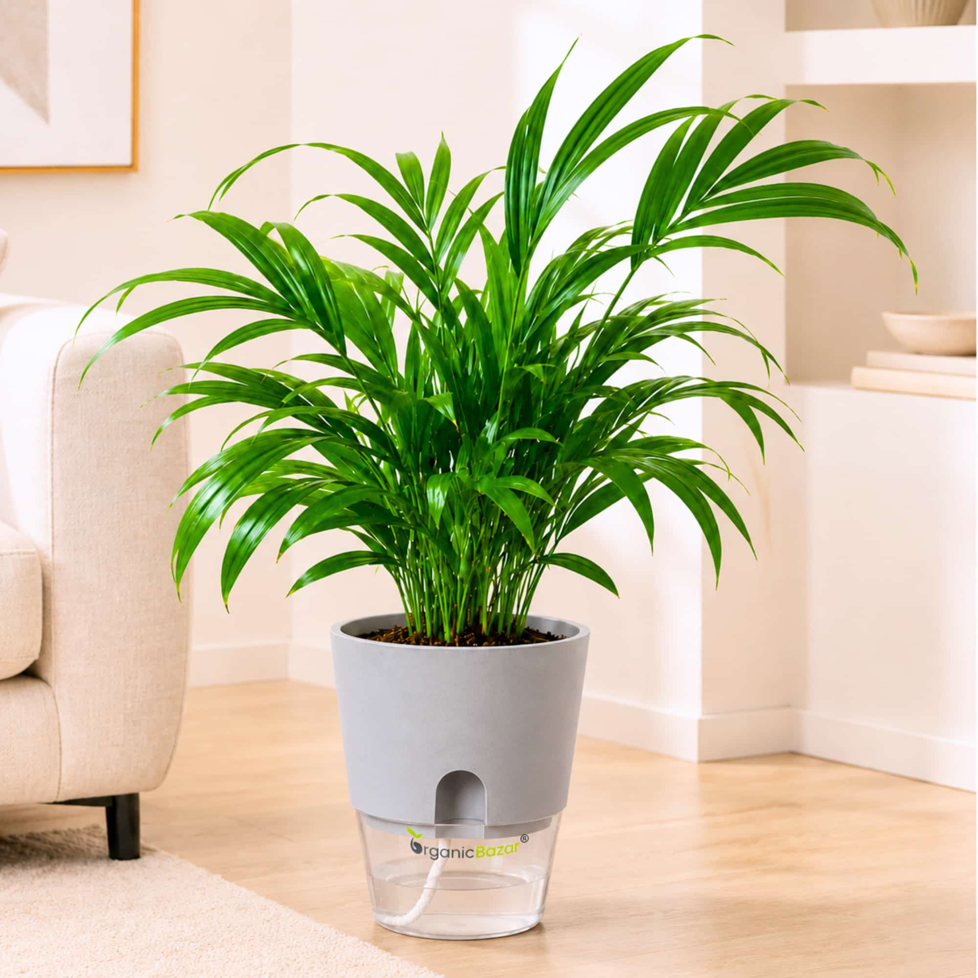 Areca Palm Live Plant