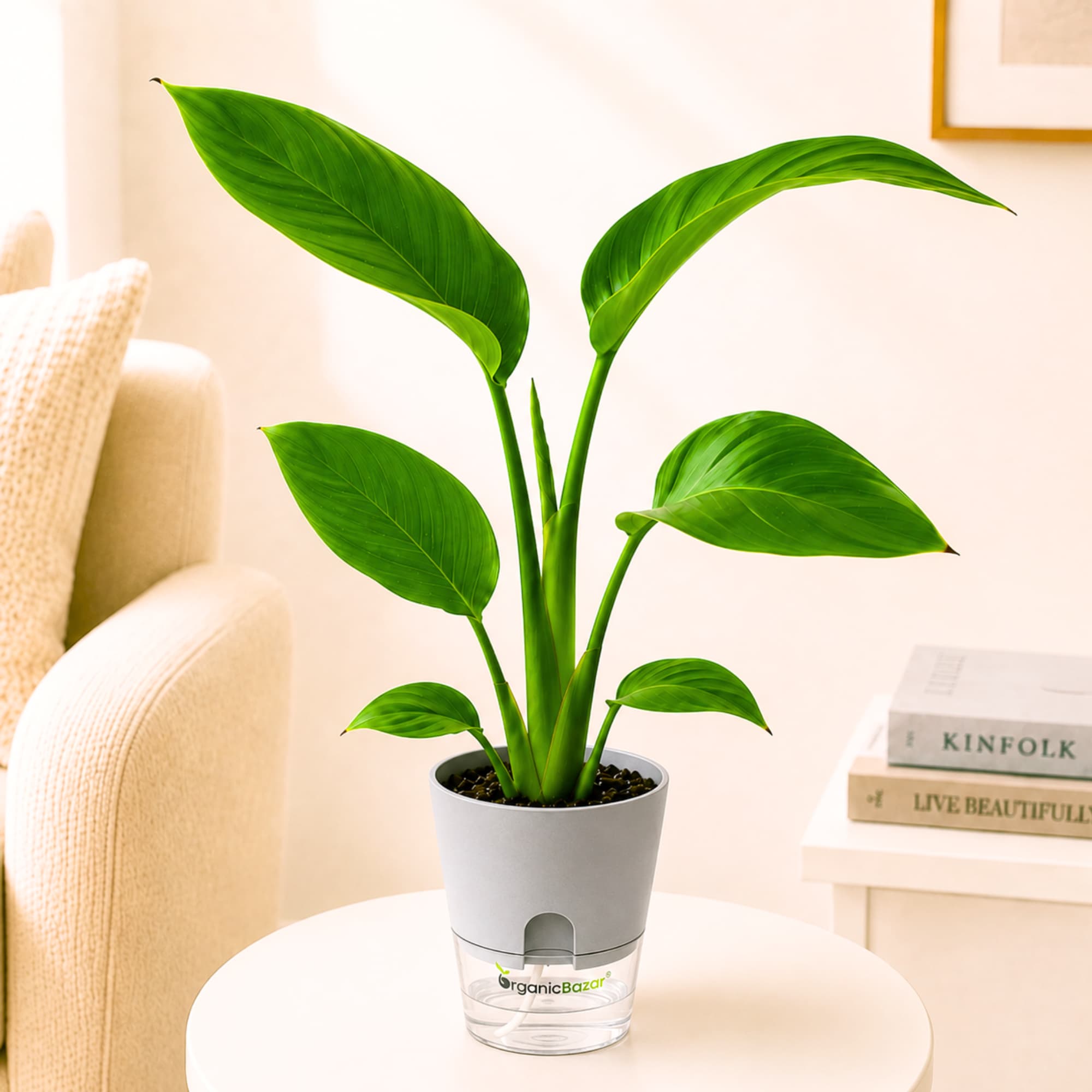 Bird of Paradise Live Plant
