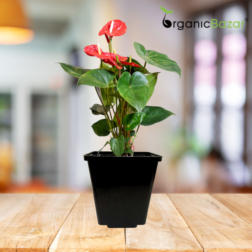 Square Nursery Pots for Seedlings (Black)