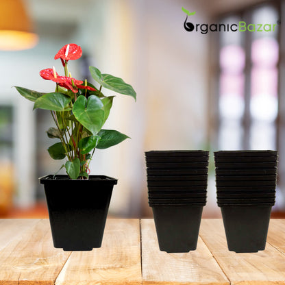 Square Nursery Pots for Seedlings (Black)