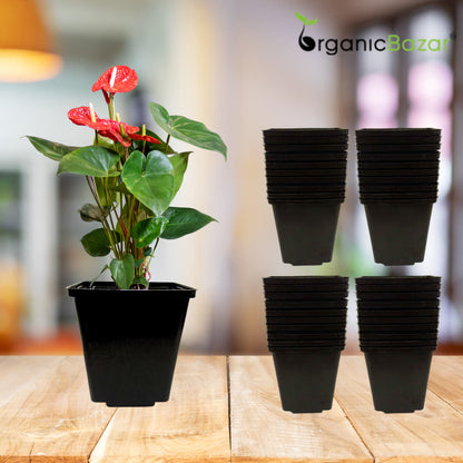 Square Nursery Pots for Seedlings (Black)