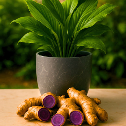 Black Ginger/Kaempferia parviflora Root/Seeds For Planting/Growing/Sowing