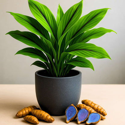 Original Black Turmeric (Kali Haldi ke beej) For Planting (400g)