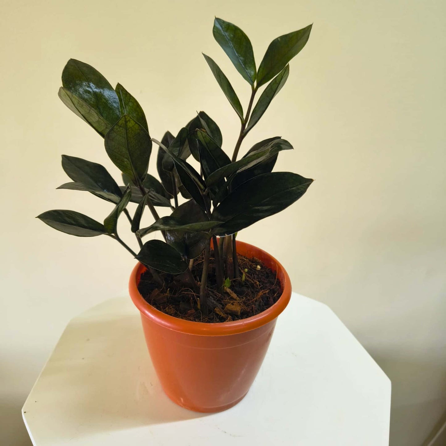 ZZ Plant Black Live Plant | Indoor Air Purifying Ornamental Plant | Ideal for Home & Office