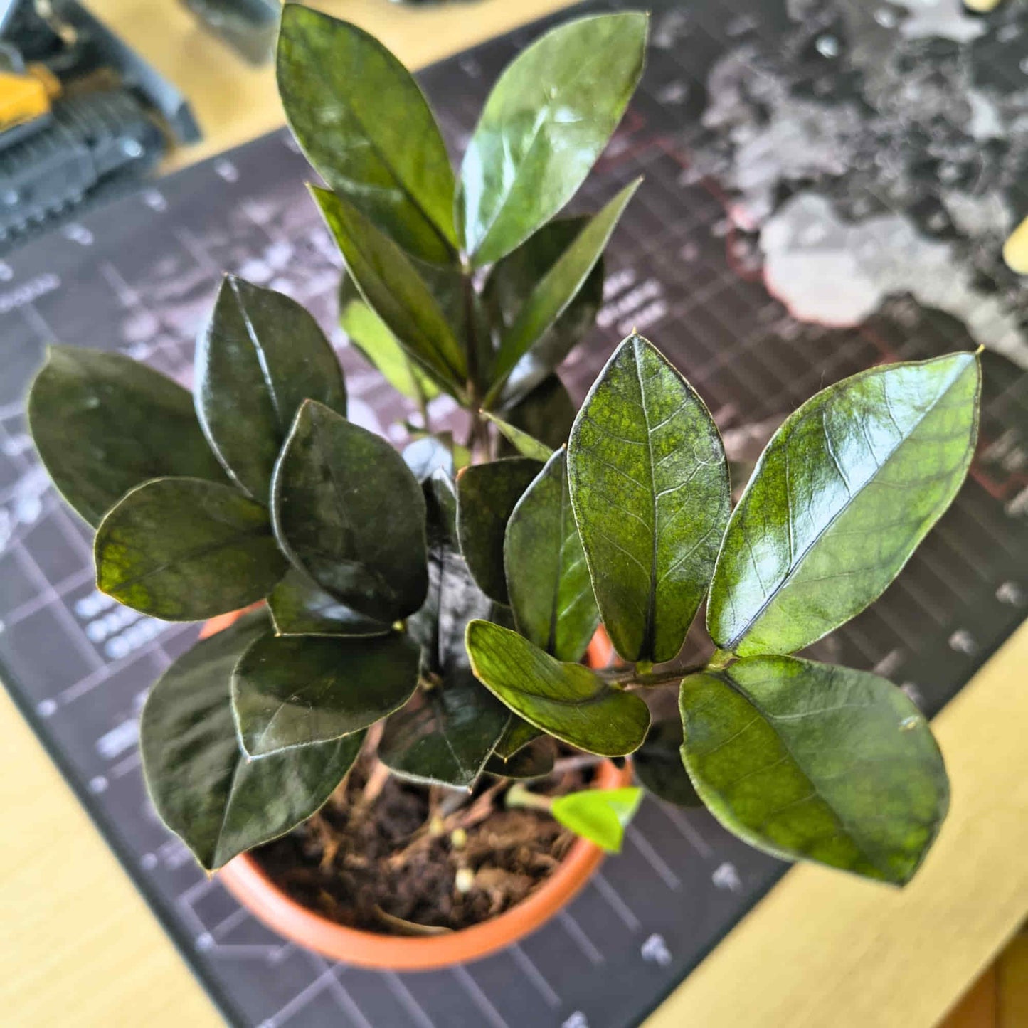 ZZ Plant Black Live Plant | Indoor Air Purifying Ornamental Plant | Ideal for Home & Office
