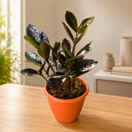 ZZ Plant Black Live Plant | Indoor Air Purifying Ornamental Plant | Ideal for Home & Office