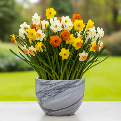 Nargis Mixed Color Flower Bulbs (05 Bulbs)