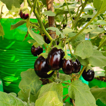 Brinjal Chu Chu Seeds - (50 Seeds) High Germination/ High Yield / Ideal for Terrace/Kitchen Gardening (Baingan/eggplant/ बैंगन के बीज)