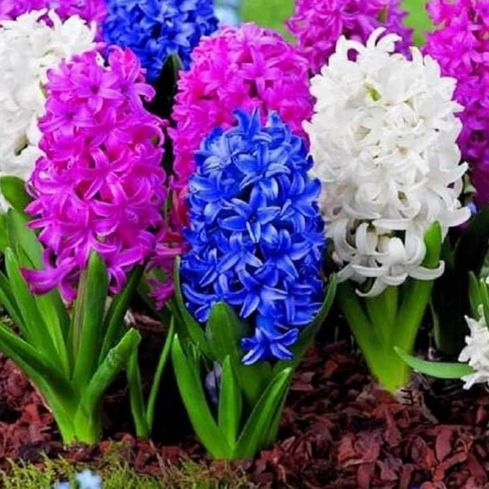 Hyacinth Mixed Color Flower Bulbs (04 Bulbs)