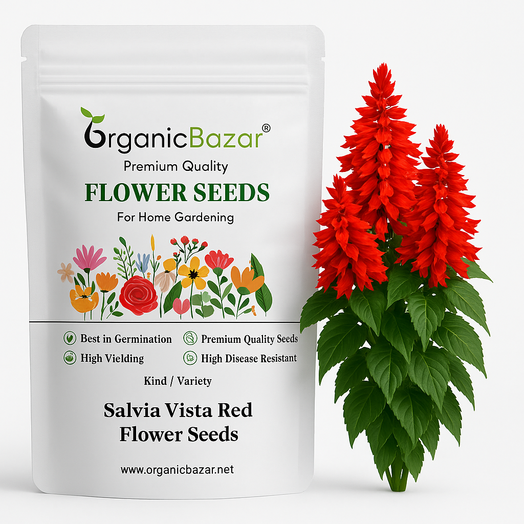 Salvia Vista Red Flower Seeds (20 Seeds) High Germination/ Easy To grow/ Perfect for pots, balconies, or Terrace gardens