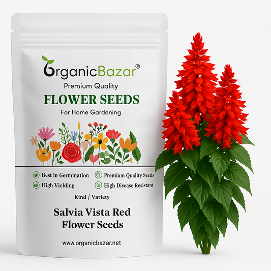 Salvia Vista Red Flower Seeds (20 Seeds) High Germination/ Easy To grow/ Perfect for pots, balconies, or Terrace gardens