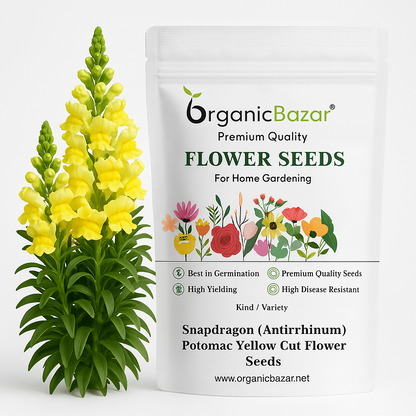 Snapdragon (Antirrhinum) Potomac Yellow Cut Flower Seeds (50 Seeds)