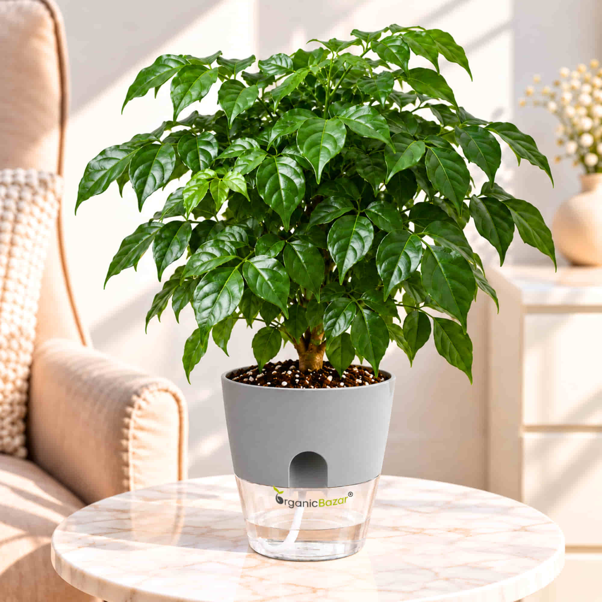 China Doll Green Live Plant