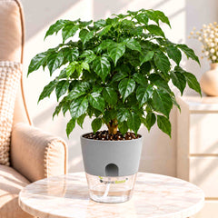 China Doll Green Live Plant