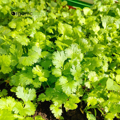 Early Coriander Seeds For Home Gardening Harvest In 4-6 Weeks (1000 Seeds)