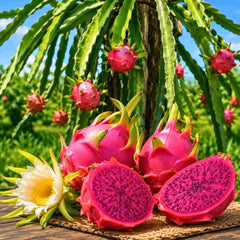 Dragon Fruit Live Plant For Planting in Home Garden - Red