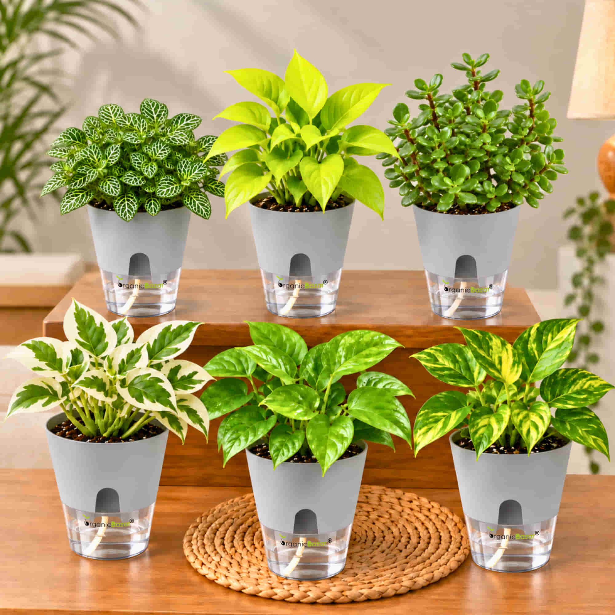 Easy Care Indoor Plant combo Set of 6 - Money Plant green, Gold King, Neon & N'Joy Pothos, Fittonia Green, Lucky Jade Live Plants