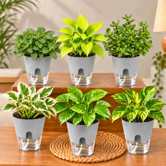 Easy Care Indoor Plant combo Set of 6 - Money Plant green, Gold King, Neon & N'Joy Pothos, Fittonia Green, Lucky Jade Live Plants