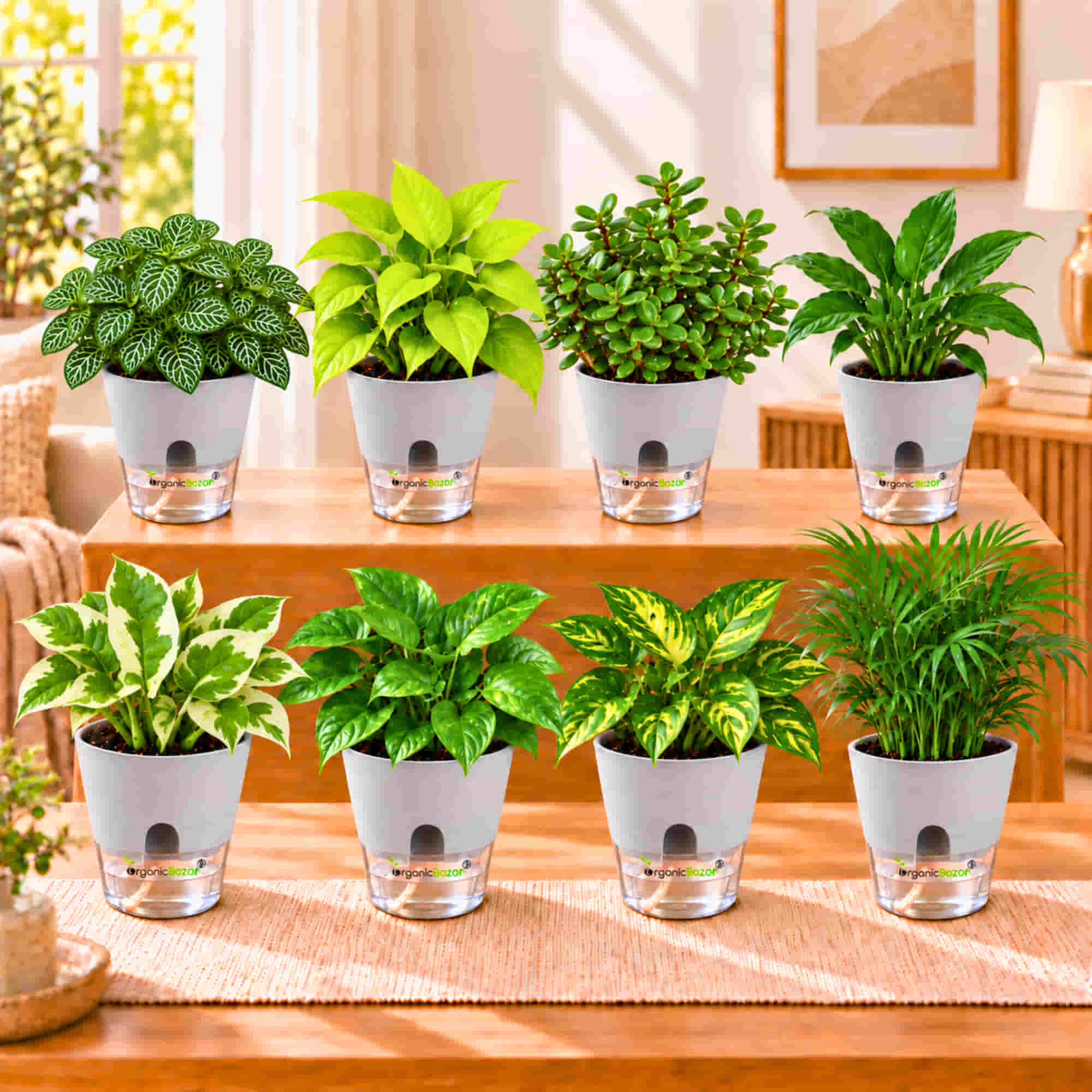 Easy Care Indoor Plant combo Set of 8- Peace Lily, Bamboo Palm, Money Plant green, Gold King, Neon & N'Joy Pothos, Fittonia Green, Lucky Jade Live Plants