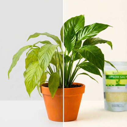 is epsom salt good for peace lilies Buy 100% Orignal Epsom Salt Fertilizer for Plants