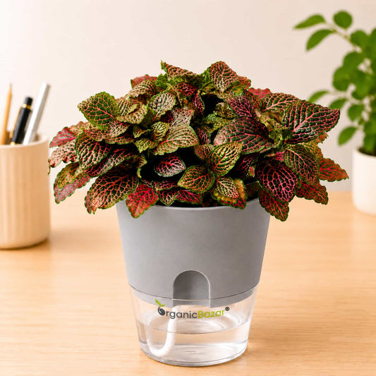 Fittonia Albivenis 'Krinkle Red' Live Plant