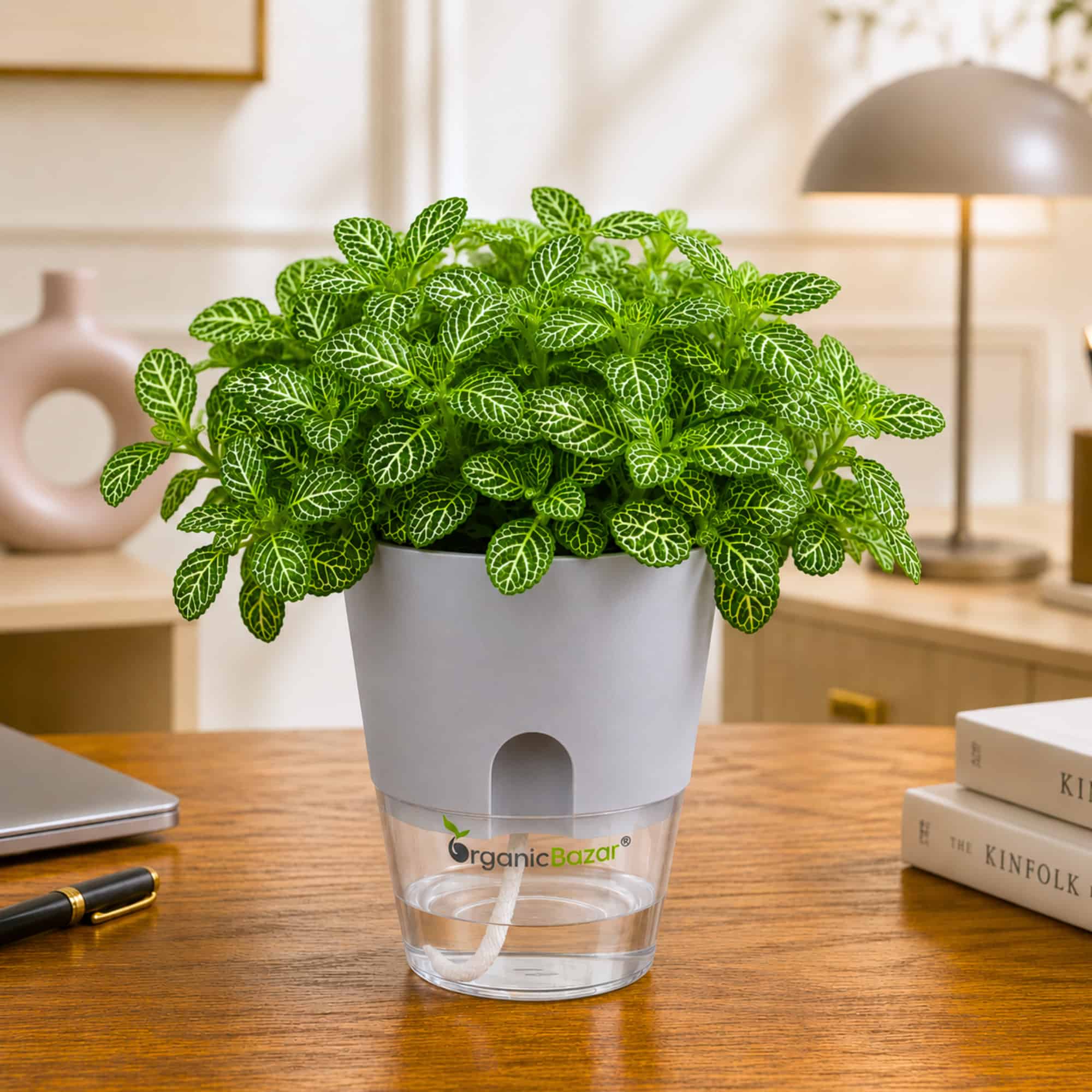 Fittonia Albivenis 'Mini Green' Live Plant | Air Purifying Indoor Nerve Plant / Mosaic Plant