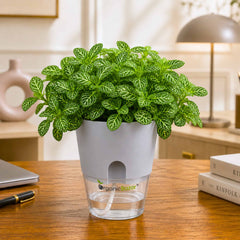 Fittonia Albivenis 'Mini Green' Live Plant