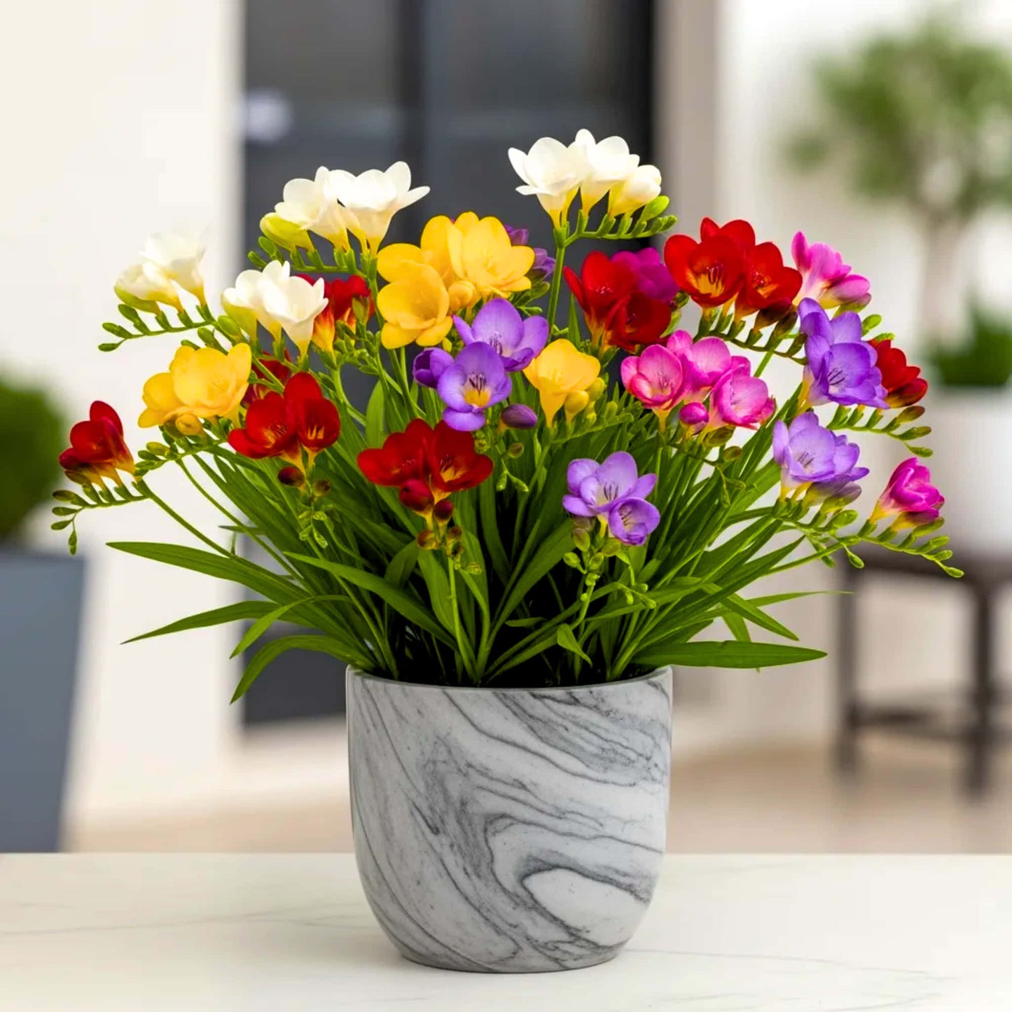 Freesia Mix Color Flower Bulb (10N)