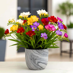 Freesia Mix Color Flower Bulb (10N) Fragrant Winter Blooms for Home Garden 🌿✨