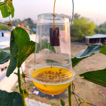 Melon fruit fly trap with pheromone lure