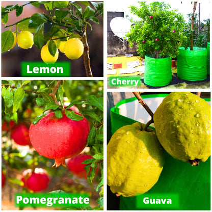 OrganicBazar 21x21 Big Size Grow Bags for Terrace Gardening, Premium HDPE 260 GSM Green Plant Bag for Fruit Tree