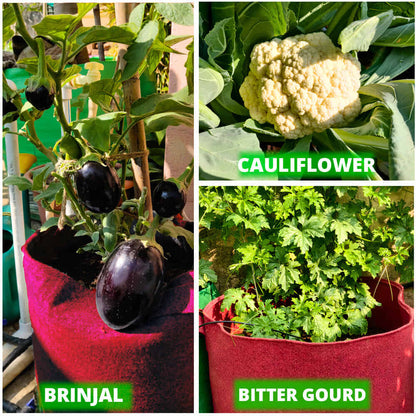 Geo Fabric 15x15 Grow Bag For Terrace Gardening Suitable For Vegetable and Flower Plants