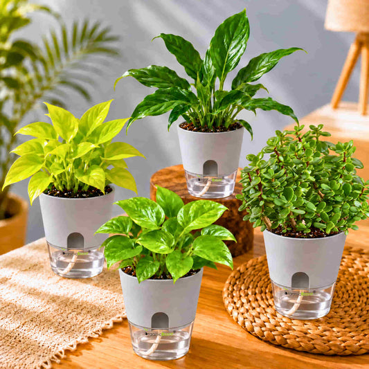 Good Luck Plant Combo Pack of 4 – Peace Lily, Jade, Money Plants Green & Neon