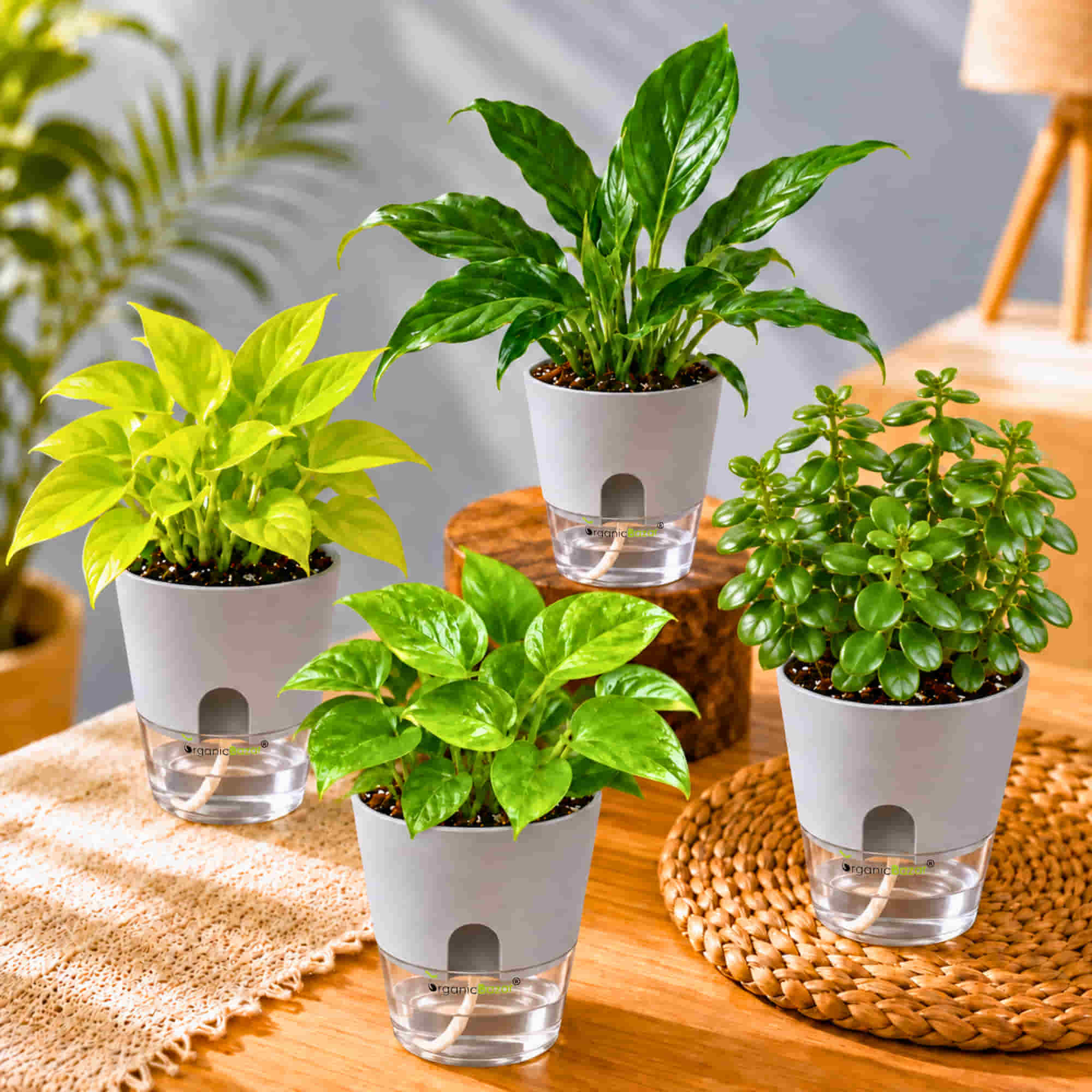 Good Luck Plant Combo Pack of 4 – Peace Lily, Jade, Money Plants Green & Neon