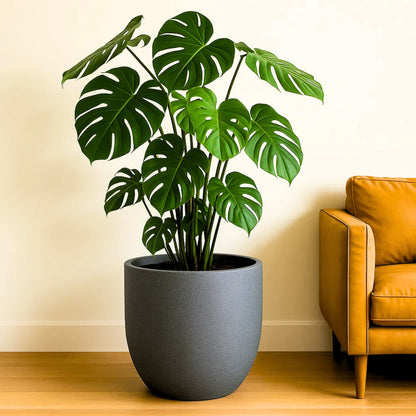 Roto Plastic Pot Decorative Grey Container with 10+ Years Durability | Lightweight, Unbreakable & Weatherproof Plant Pots | Premium Planter Indoor-Outdoor Garden, Balcony, & Living Room (Grey Marble, Pack of 1)