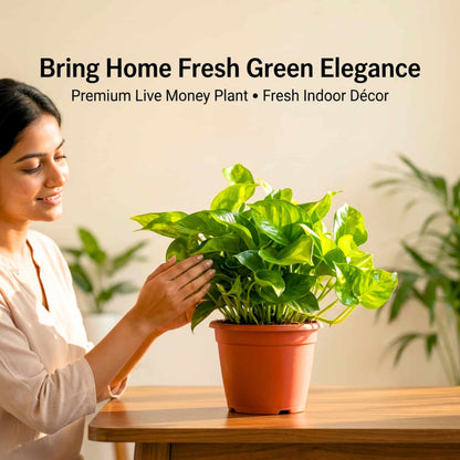 Money Plant Green Live Plant in 4 Inch Grow Pot | Indoor Air Purifying Ornamental Live Plant | Easy to Grow | Ideal for Home & Office