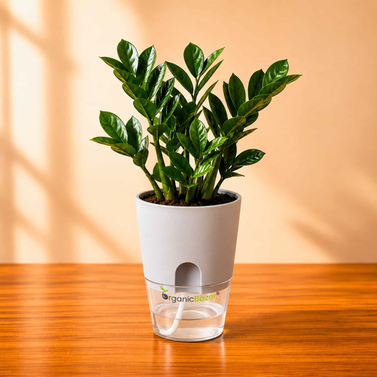 ZZ Plant Green Live Plant | Indoor Air Purifying Ornamental Plant | Ideal for Home & Office