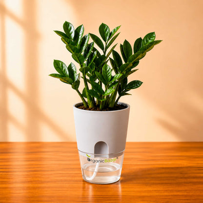 ZZ Plant Green Live Plant | Indoor Air Purifying Ornamental Plant | Ideal for Home & Office