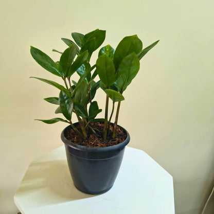 ZZ Plant Green Live Plant | Indoor Air Purifying Ornamental Plant | Ideal for Home & Office