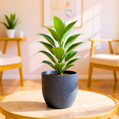 Roto Plastic Pot Decorative Grey Container with 10+ Years Durability | Lightweight, Unbreakable & Weatherproof Plant Pots | Premium Planter Indoor-Outdoor Garden, Balcony, & Living Room (Grey Marble, Pack of 1)