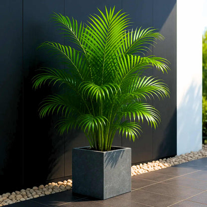 Areca Palm Seeds - एरिका पाम के बीज (50 Seeds)