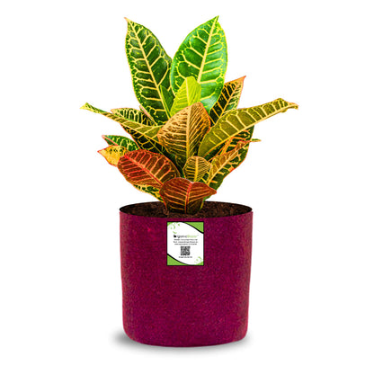 OrganicBazar 6x6 Small Size Grow Bags for Terrace Gardening, Premium Quality Geo Fabric 450 GSM Planters for Small Plants